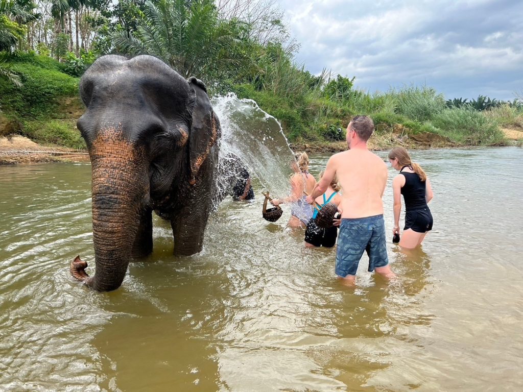 Spend an exceptional day surrounded by elephants. Feed them, help them bathe, pet them and show them your love.