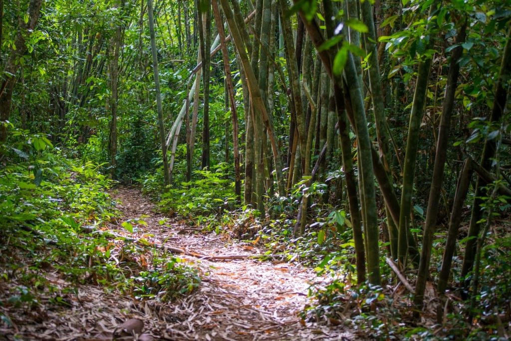 Hiking in the jungle of Khao Sok.